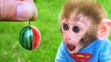 Monkey Baby Bon Bon eats watermelon with puppy and swims with ducklings at the pool