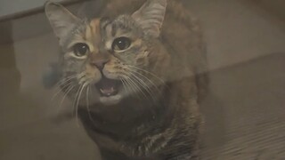 Let me in! Let my food out!