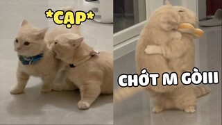 Nhà có hai con đuông dừa quậy banh nóc 🤣  | Pets TV