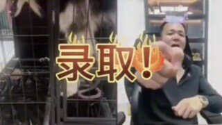 Pan Hong's Dog Training Collection