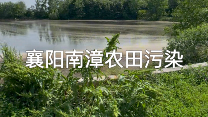 มลพิษในพื้นที่เกษตรกรรมเมืองหนานจาง นครเซียงหยาง บ่อและสระน้ำถูกปล่อยน้ำจนเต็มไปหมด