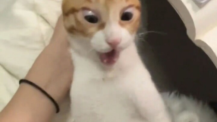Is this the right way to pet a cat?