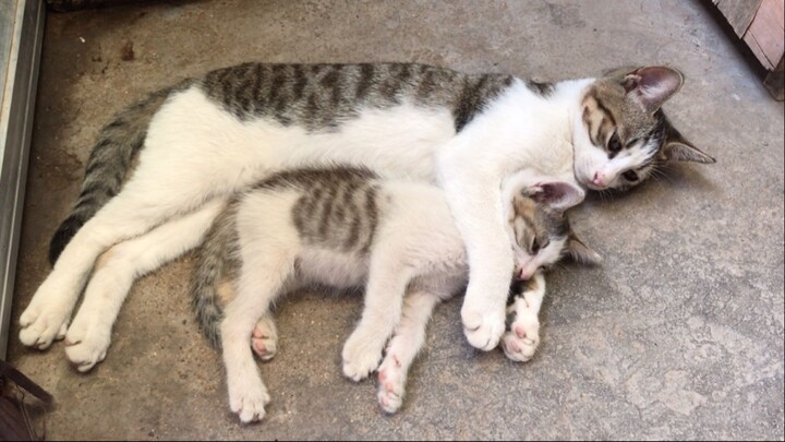 แมวแม่: ทำอะไรตามใจตัวเอง กล้าขโมยลูกต่อหน้าฉันเลย!