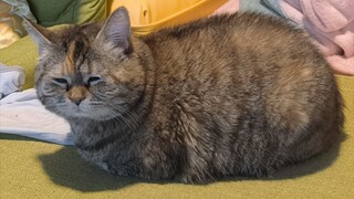 Memiliki kaki, dan sangat panjang~