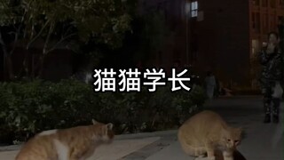 猫猫学长