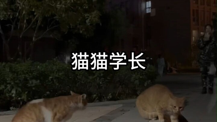 猫猫学长