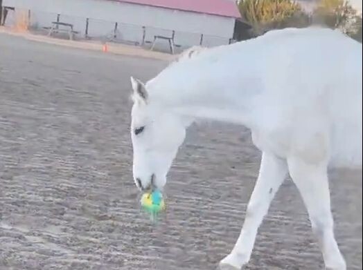 من المعروف أن الحصان = كلب كبير