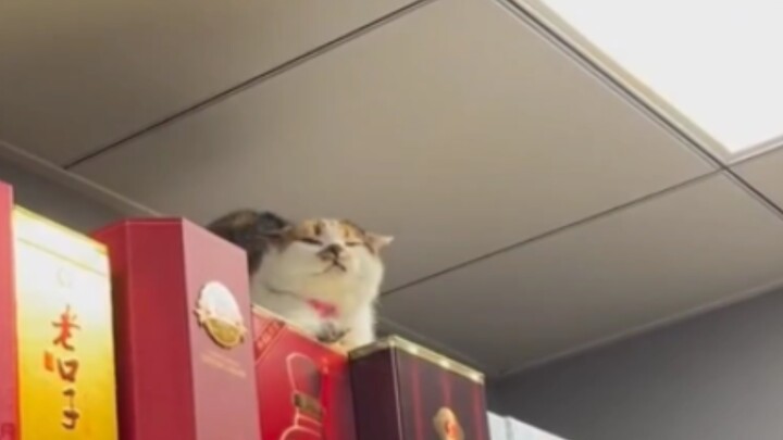 Kucing: "Mau beli sesuatu nggak? Kalau nggak mau beli, jangan panggil aku~"