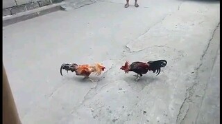 2x bantam gold