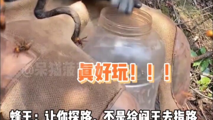 ملكة النحل: طلبت منك استكشاف الطريق، لا أن ترشد يان وان إلى طريقه!