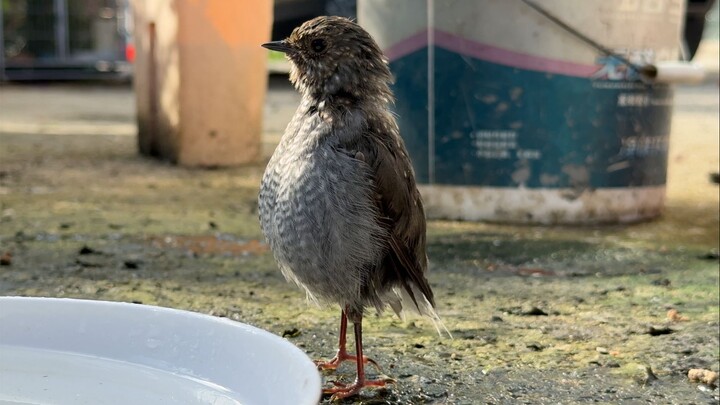 人模人样的小鸟，好可爱！