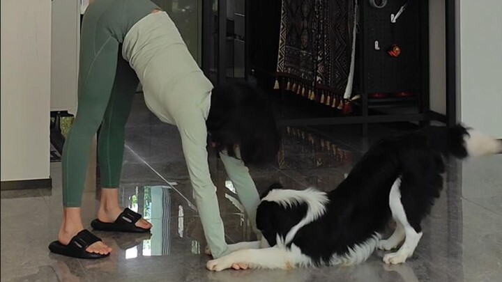 When I Invite My Dog to Play Using Downward-Facing Dog Pose