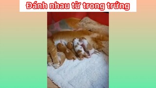 Đánh nhau từ trong trứng