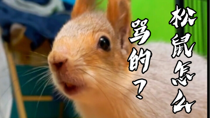 How did the squirrel swear?