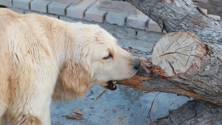 Is this a chew toy the owner picked up for us?
