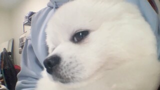 在小狗工位装上摄像头会看到什么？？