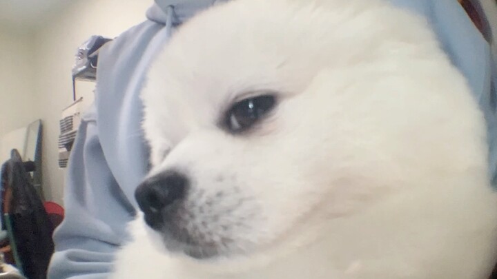 ماذا سيظهر إذا قمنا بتركيب كاميرا في مكتب الجرو؟؟