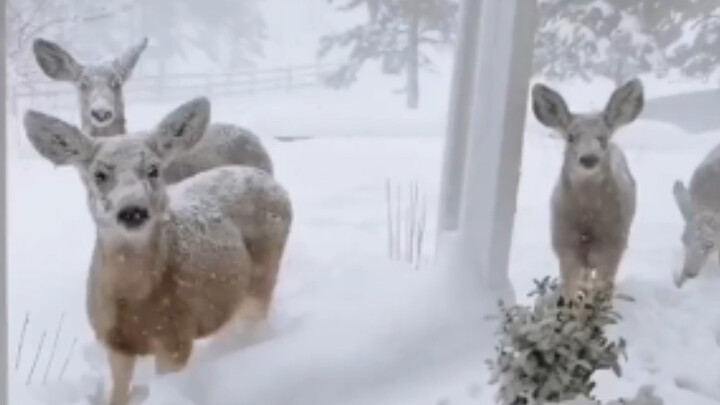 My brother rescued a deer that was shot and injured. The deer regarded him as a relative and often c