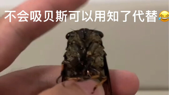 If you can’t handle the bass, just use a cicada instead!