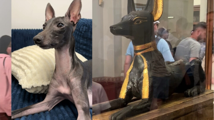 Anubis rốt cuộc là sói hay chó? Người Ai Cập bản địa thì nói thế này…