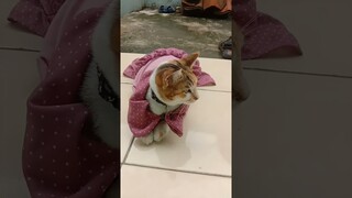 buka pintu digedor-gedor #shorts #kucinglucu #kucinggemoy #komedikucing #komedi #comedy #lucu
