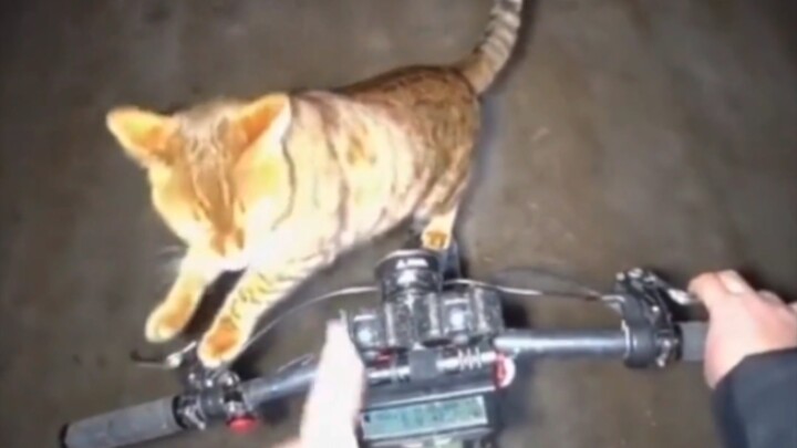 Tolong deh, bawa kucing naik sepeda juga keliatan keren banget!