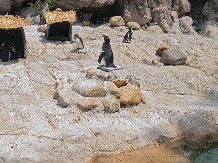 ในที่สุดก็ได้เห็นเพนกวินแล้ว หืม? เธอคือ...?