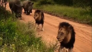 "The King of the Grassland"—Even lions have to obediently give way when they encounter rhinos