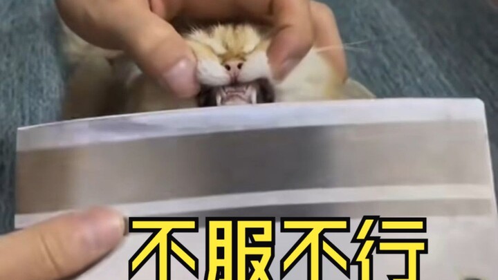 猫咪：藏了那么久还是被发现了！！！