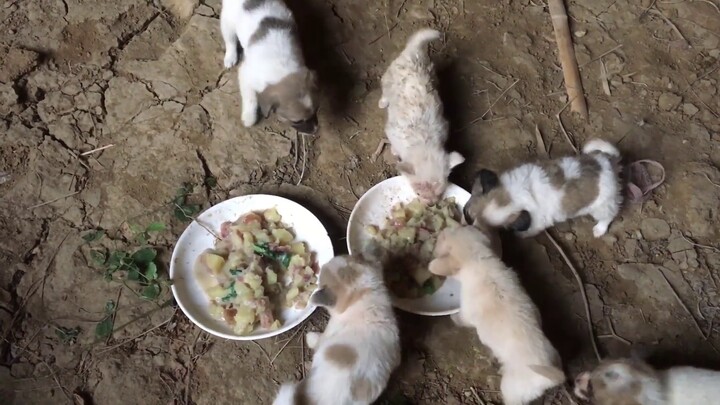 I rescued a litter of puppies. Every time I feed them, the mother dog excitedly performs a magical d