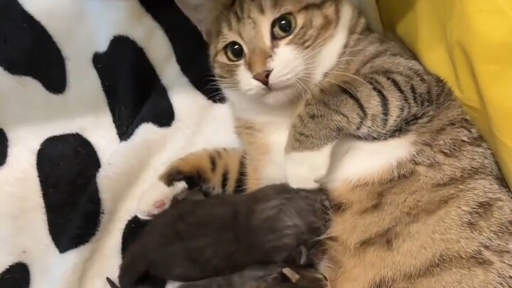When the sweetest kitten in the house had babies