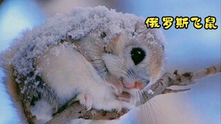 Just one look, I almost died of cuteness