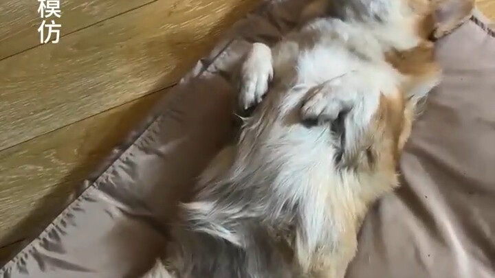 Actually, being a vet is just my side gig.