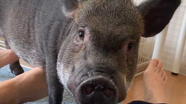Lazy pig, wake up! Make me breakfast!
