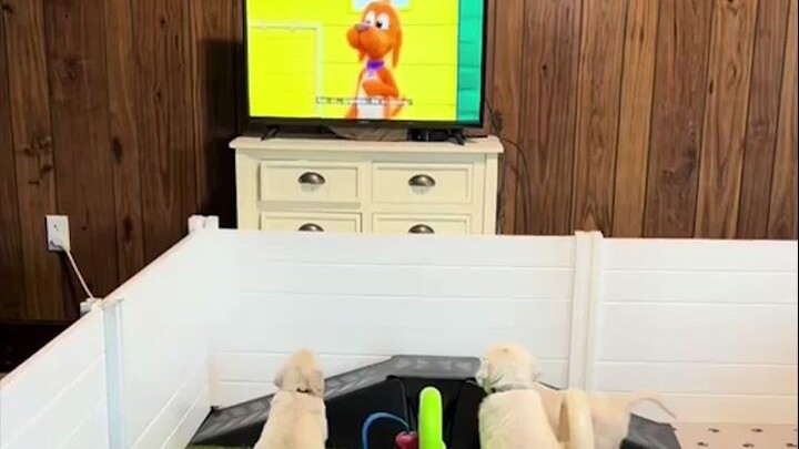 The golden retriever pups are sitting nicely to watch a cartoon—they’re so focused!