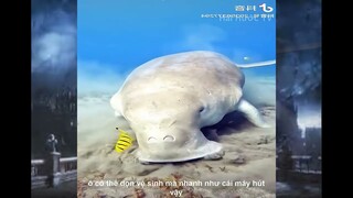 Sự Khác Nhau Giữa Hàng Trên Mạng Và Hàng Fake | Review Cuộc Sống Và Con Người | Kênh Hài Hước TV
