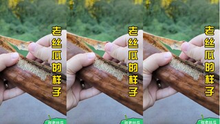เครื่องมือวิเศษแปรงฟันของคนรุ่นเก่าที่ปลูกไว้ที่บ้านทุกปี