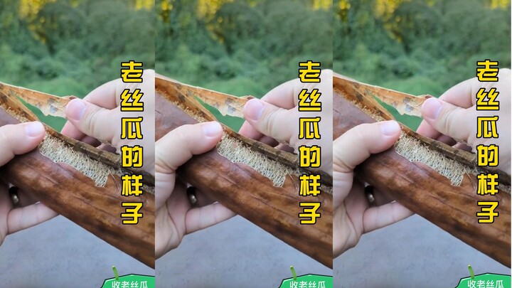 老一辈的刷挂神器，之前每年家里都会种