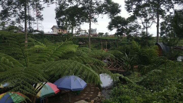pemandangan kebun teh yang tenang dan damai