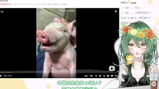 日本妹妹看《猪的睡眠质量》：是死了吗