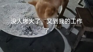 Một chú chó có đôi chân đổ mồ hôi và ý thức phòng cháy chữa cháy mạnh mẽ