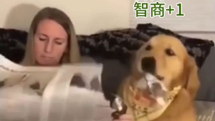 “有些宠物，天生就是沙雕”