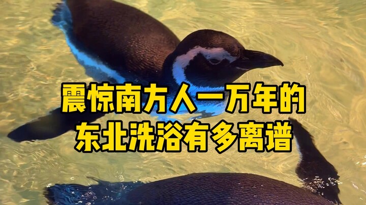 Pemandian di Timur Laut itu terlalu maju, ada penguinnya pun sudah keterlaluan