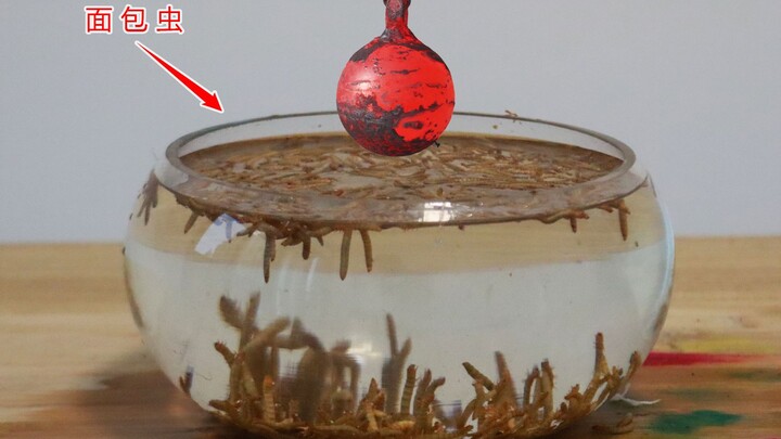 Thí nghiệm: Đặt quả cầu sắt nung nóng ở 1.150℃ vào trong bể kính, “con sâu bánh mì” sẽ ra sao nhỉ?
