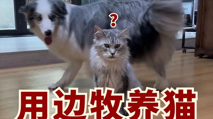 What’s it like raising cats with a Border Collie?