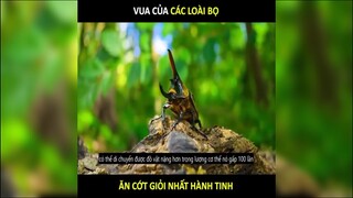 Vua của các loài bọ, ăn cớt giỏi nhất hành tinh