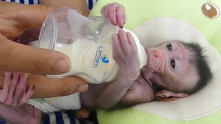 Newborn Monkey Care Bottle Milk  | Most Adorable Baby Jessie Drinking Milk Very Comfortable