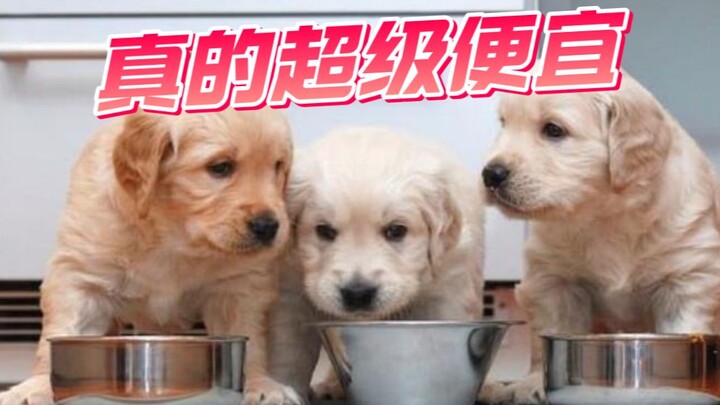 【Nuôi chó giá rẻ】Thật sự rẻ, hướng dẫn bạn tiết kiệm chi phí nuôi chó