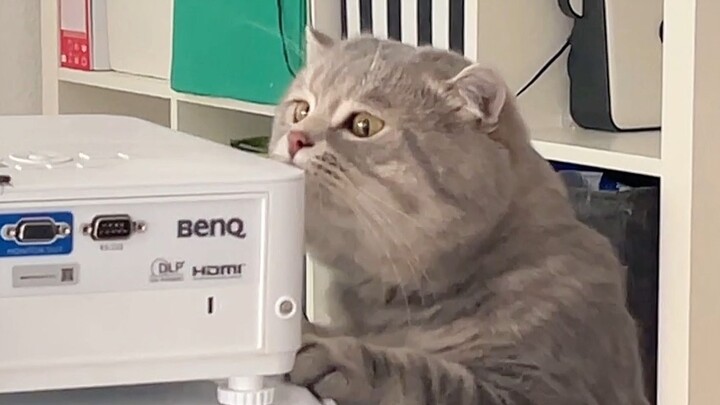 Even little flies can't be bothered to dodge him.