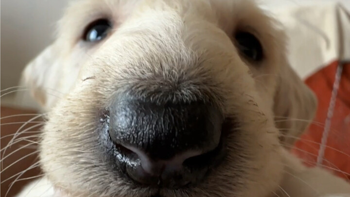 ลูกหมาตัวเล็ก～